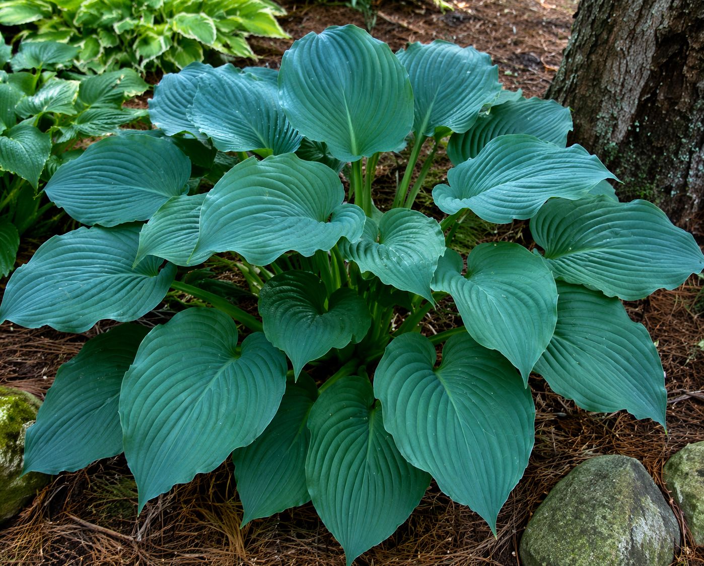 Hosta (Plantain Lily) - Komodo Dragon
