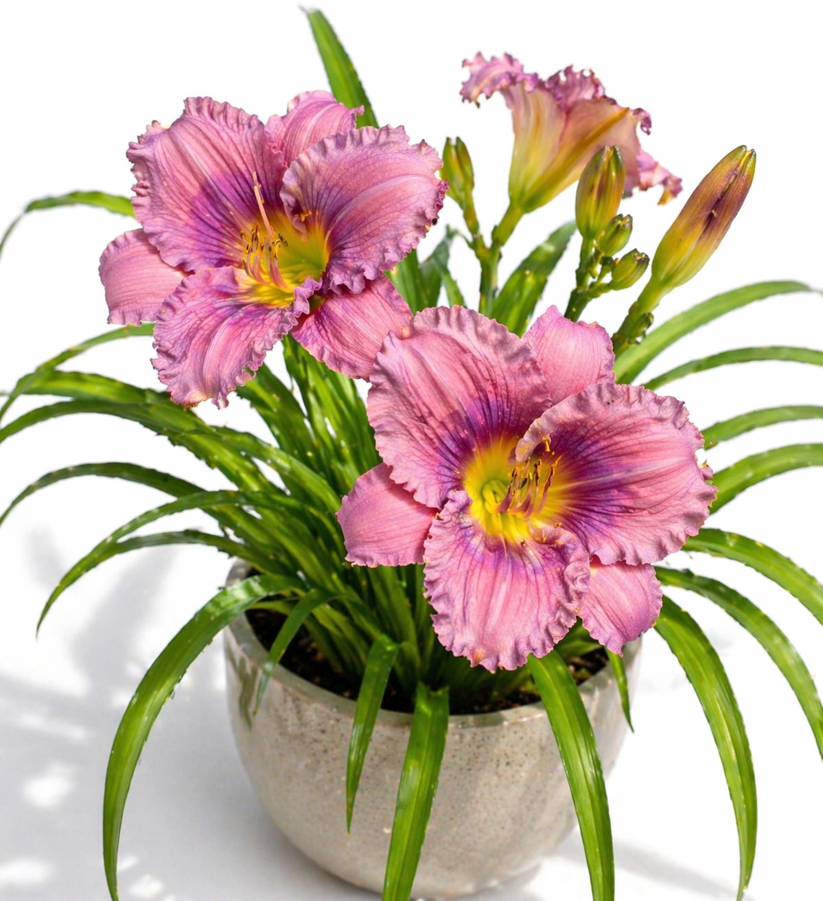 Hemerocallis - Lavender Blue Baby Hemerocallis - Lavender Blue Baby