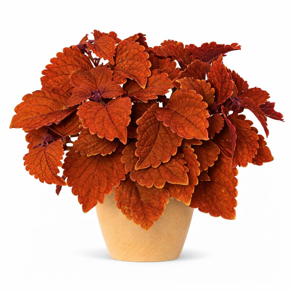 Coleus - Main Street Wall Street