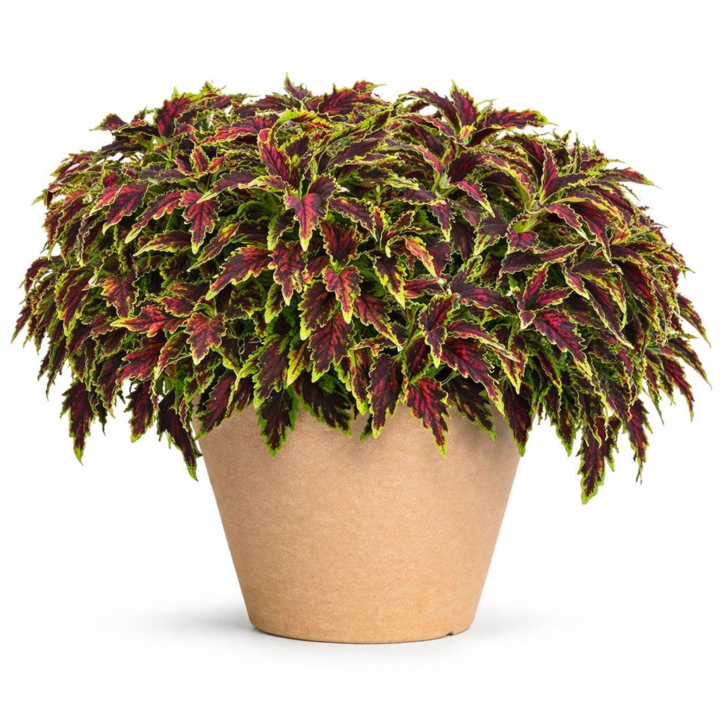 Coleus - TerraScape All That Lava