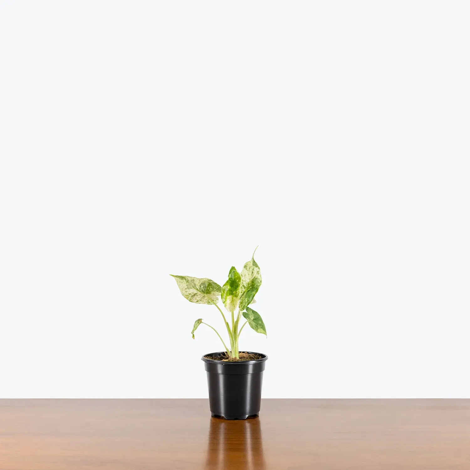 Alocasia Camouflage - 4"