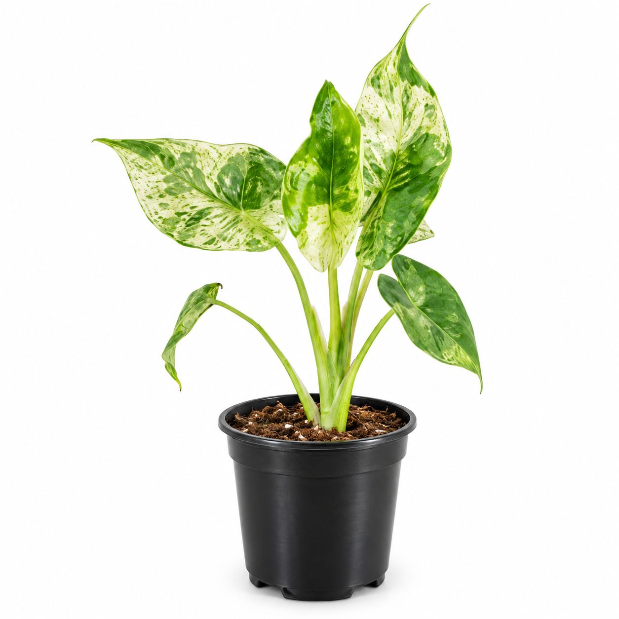 Alocasia Camouflage - 4"