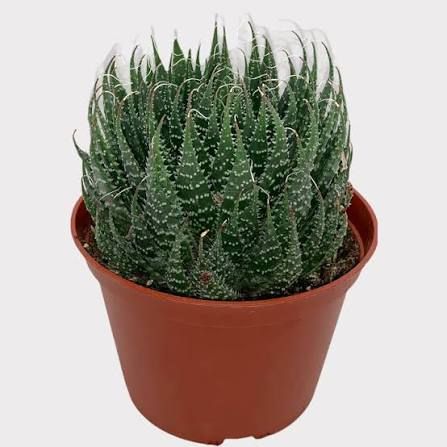 Aloe Aristata - 4"