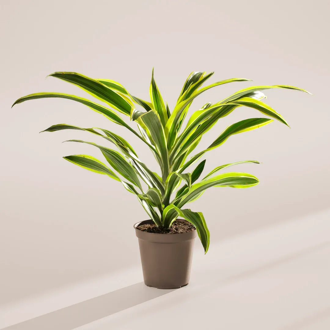 Dracaena Warneckii Lemon Lime - 6" - 30% off *FINAL SALE*