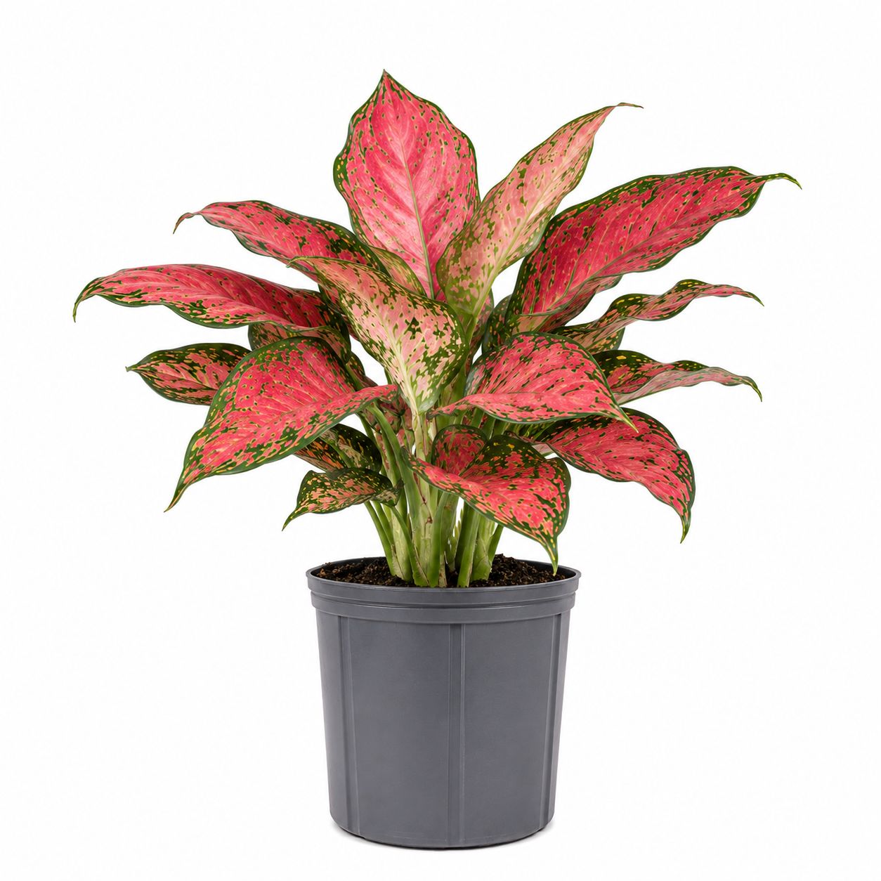 Aglaonema Very Red - 6"