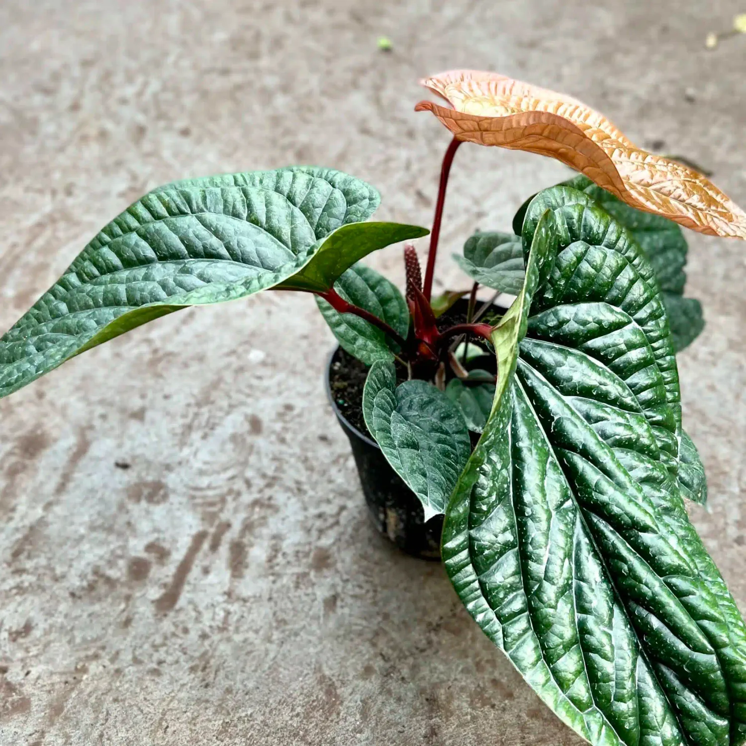 Anthurium Radicans x Luxurians - 6"