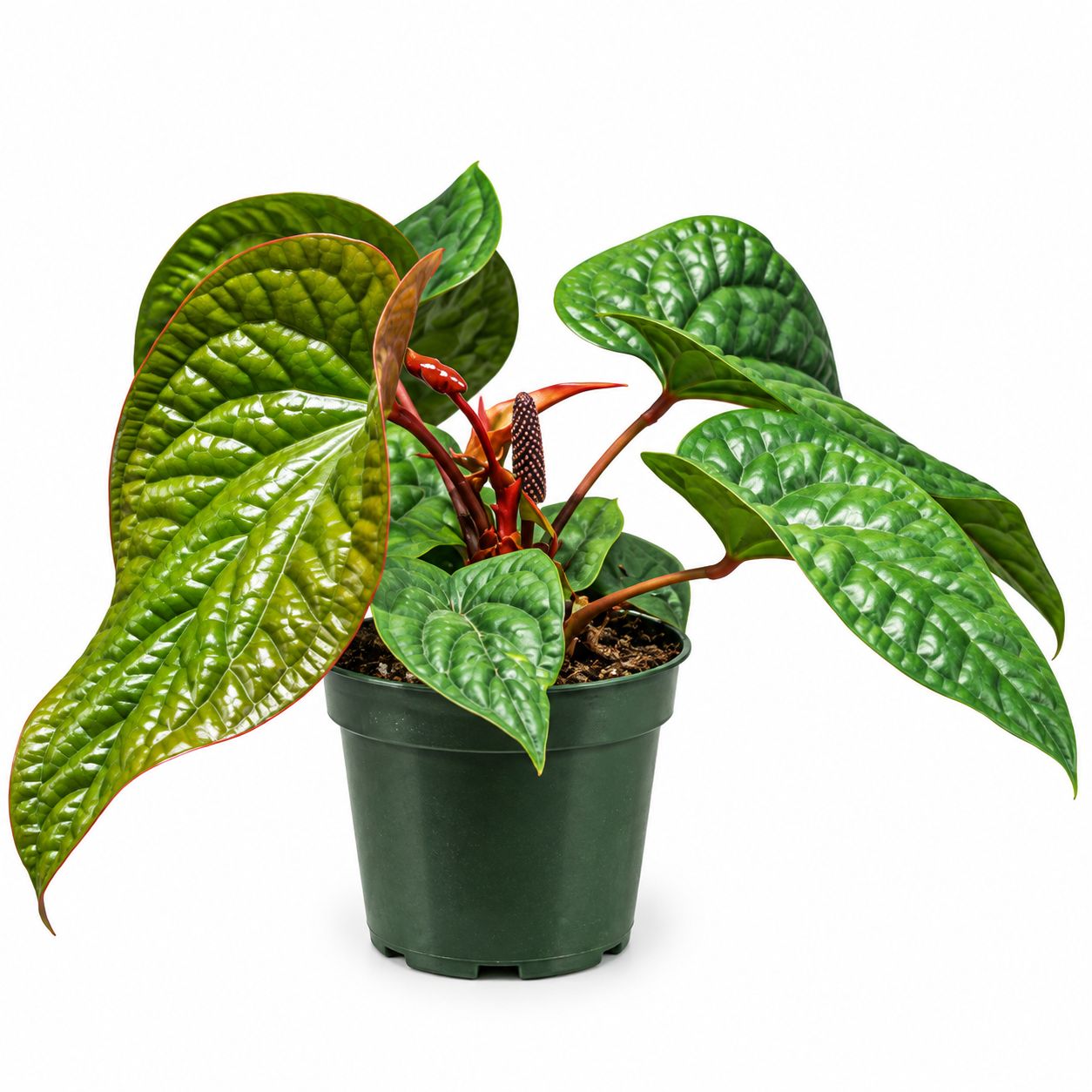 Anthurium Radicans x Luxurians - 6"