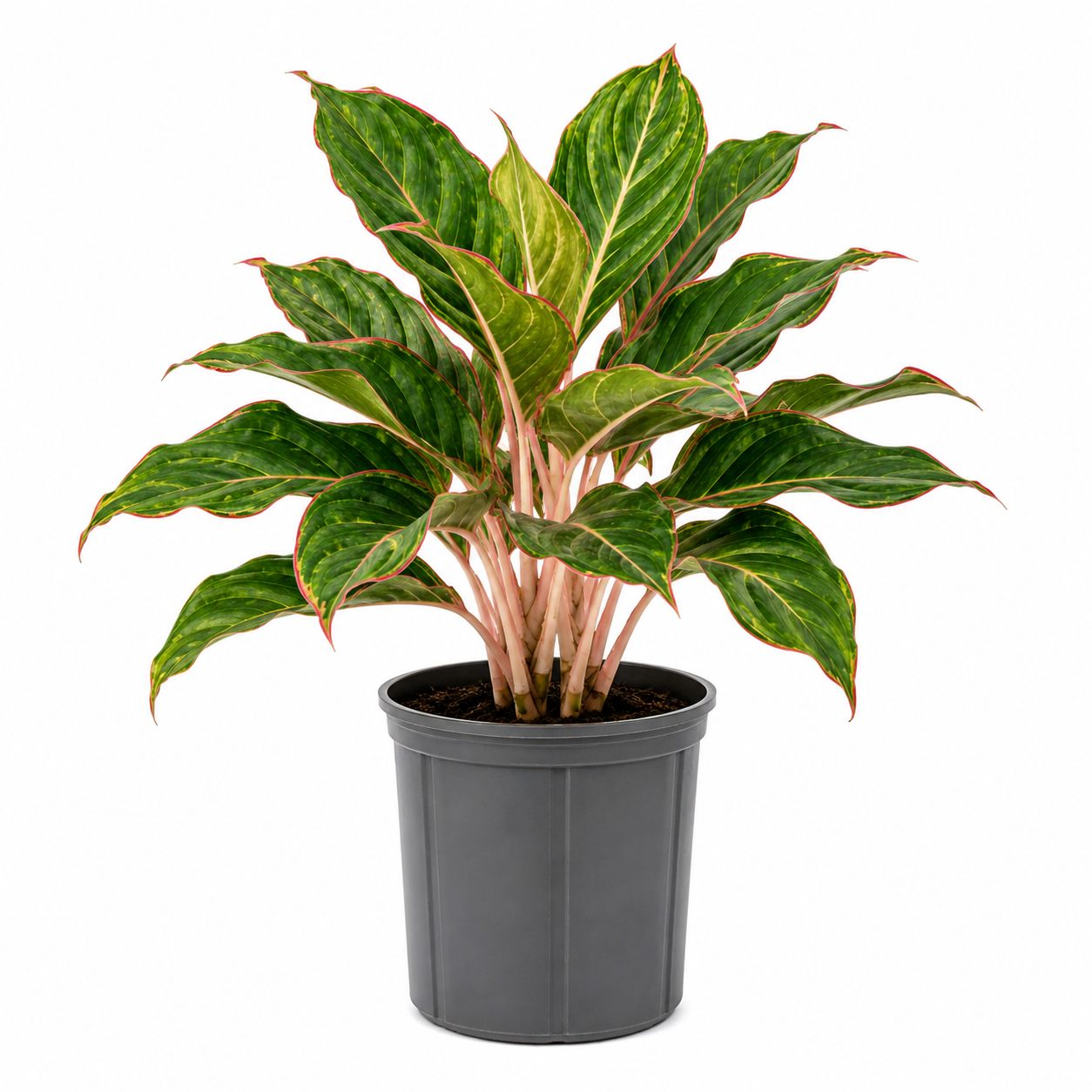 Aglaonema Moonstone Miles - 6"