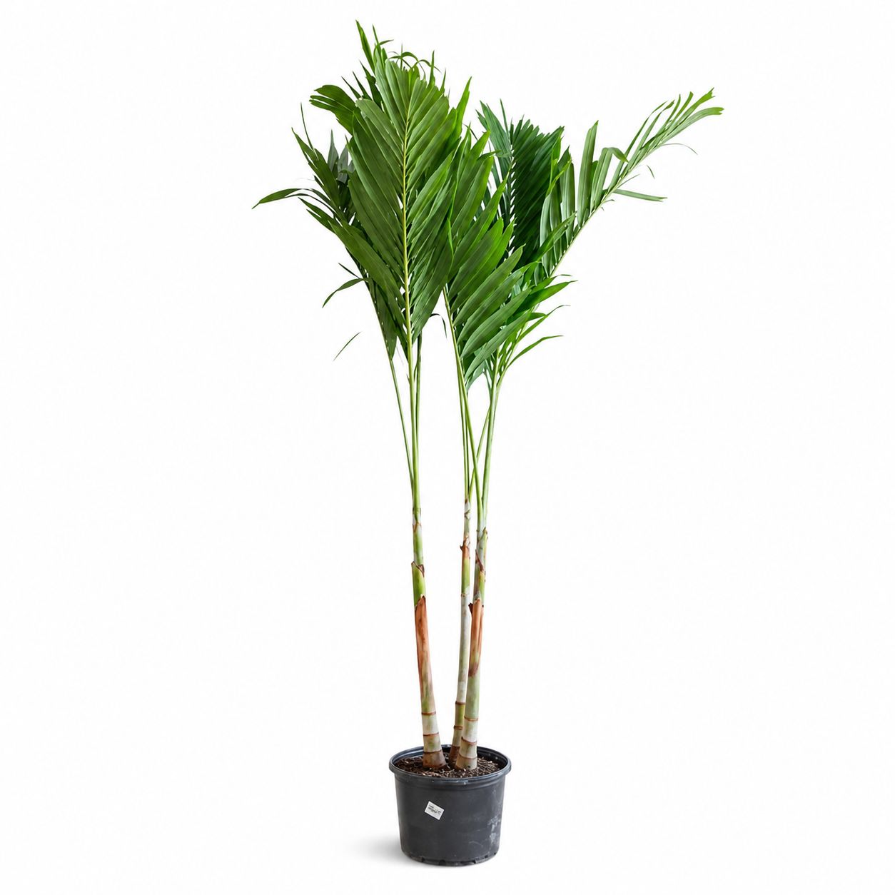 Adonidia Palm Multi - 14"
