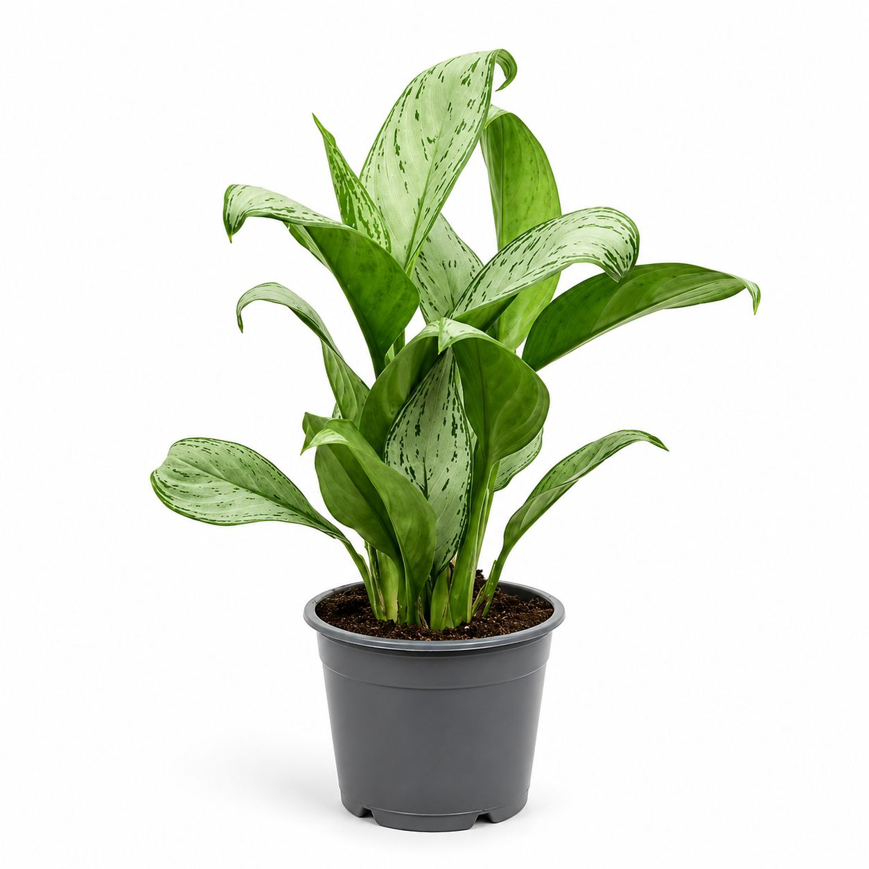 Aglaonema Christina - 4"