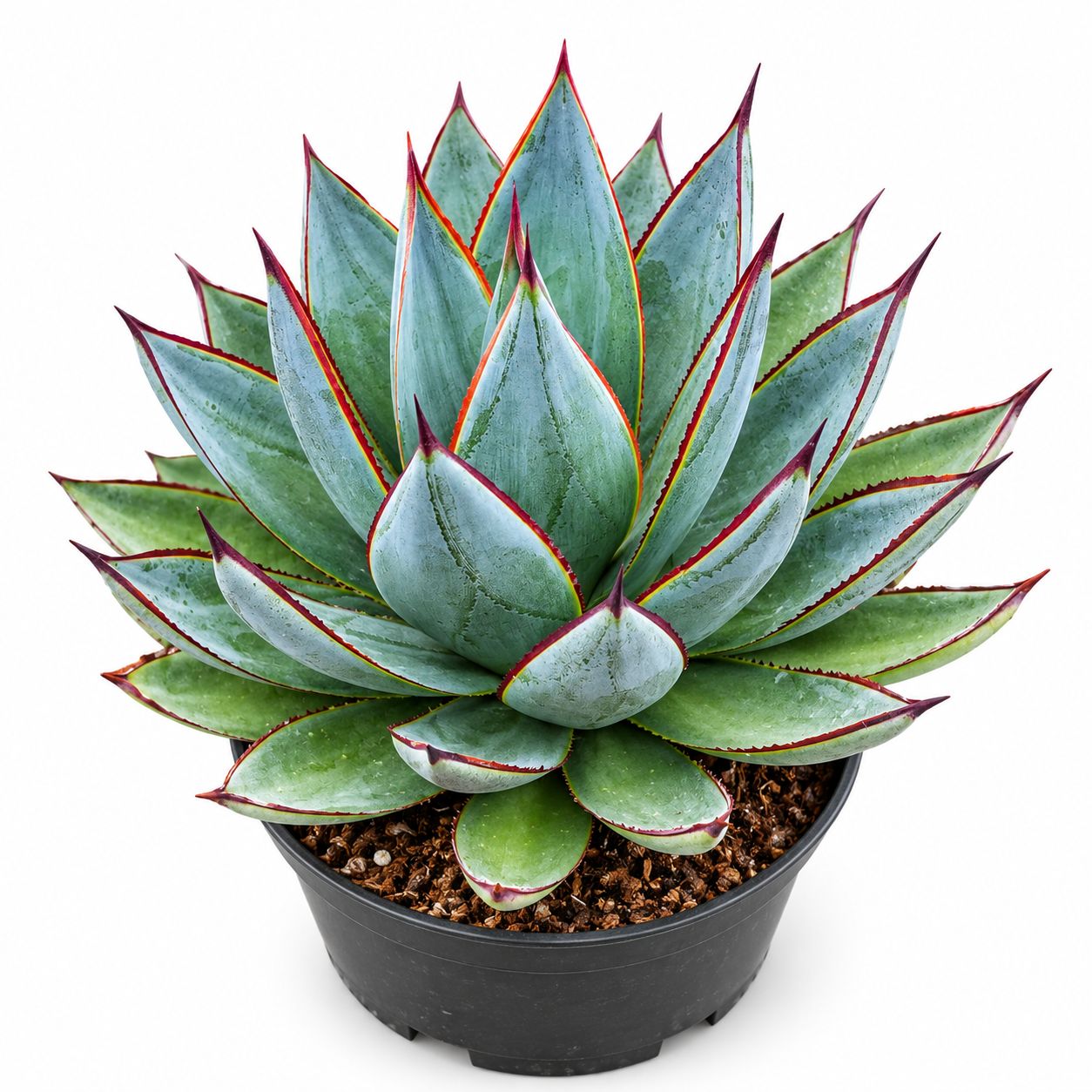 Agave Blue Glow - 3"