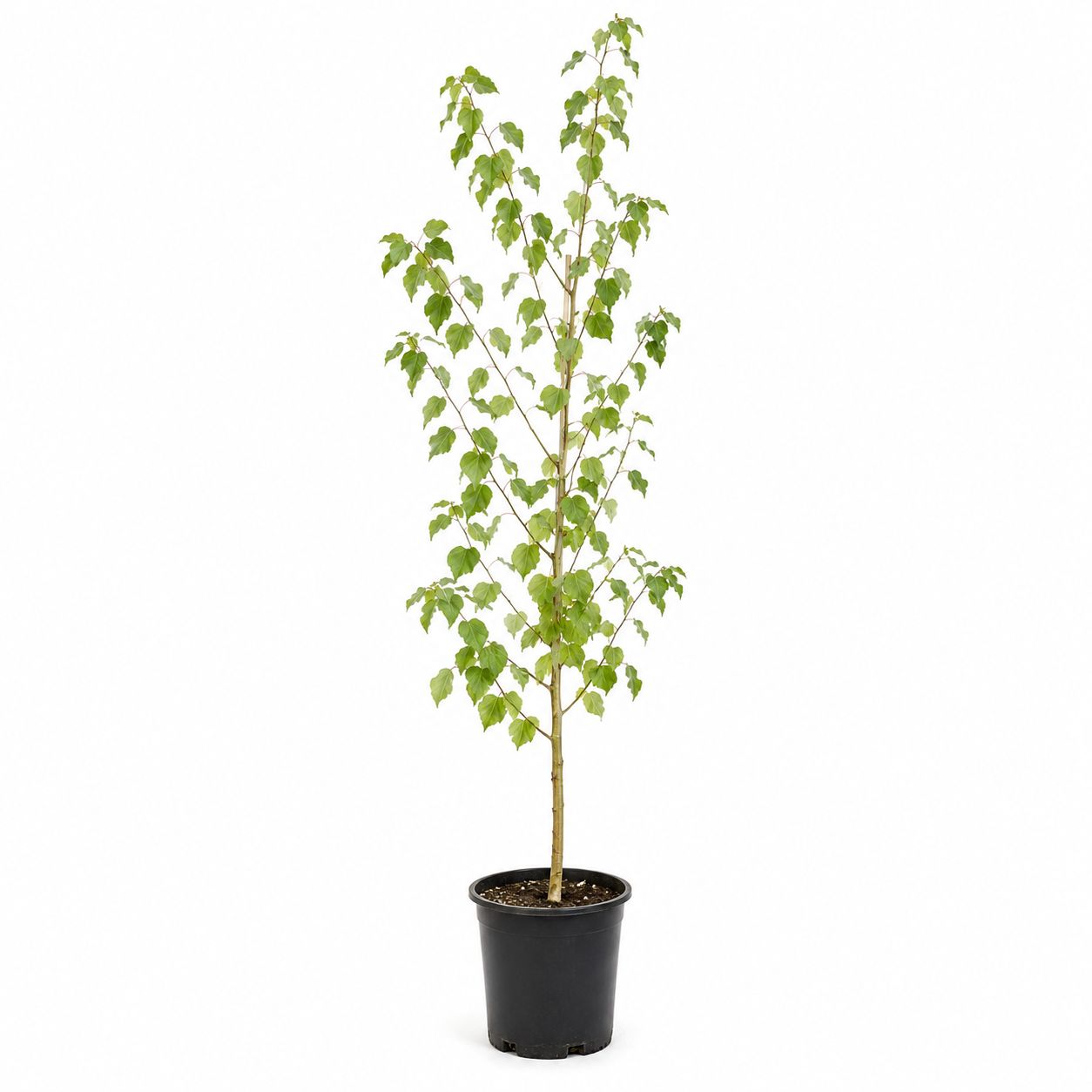 Amur Cherry - Klondike - #15