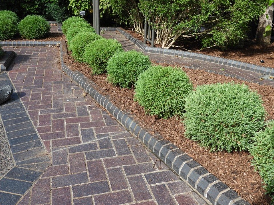 Arborvitae - Bobozam Mr. Bowling Ball - #2