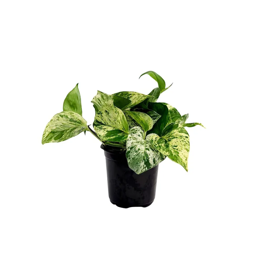 Pothos New Marble Queen - 4"
