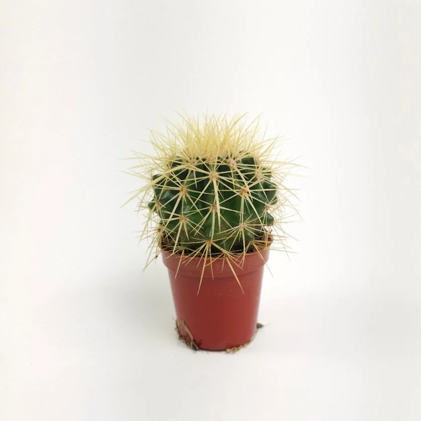 Cactus Golden Barrel - 4"