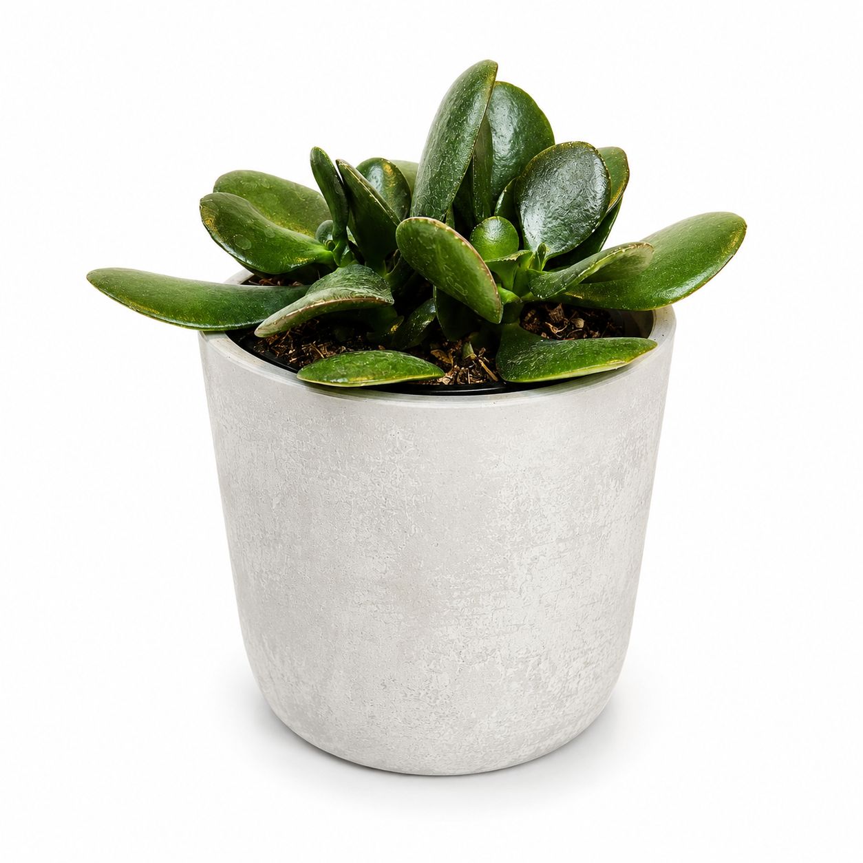 Jade - 4"