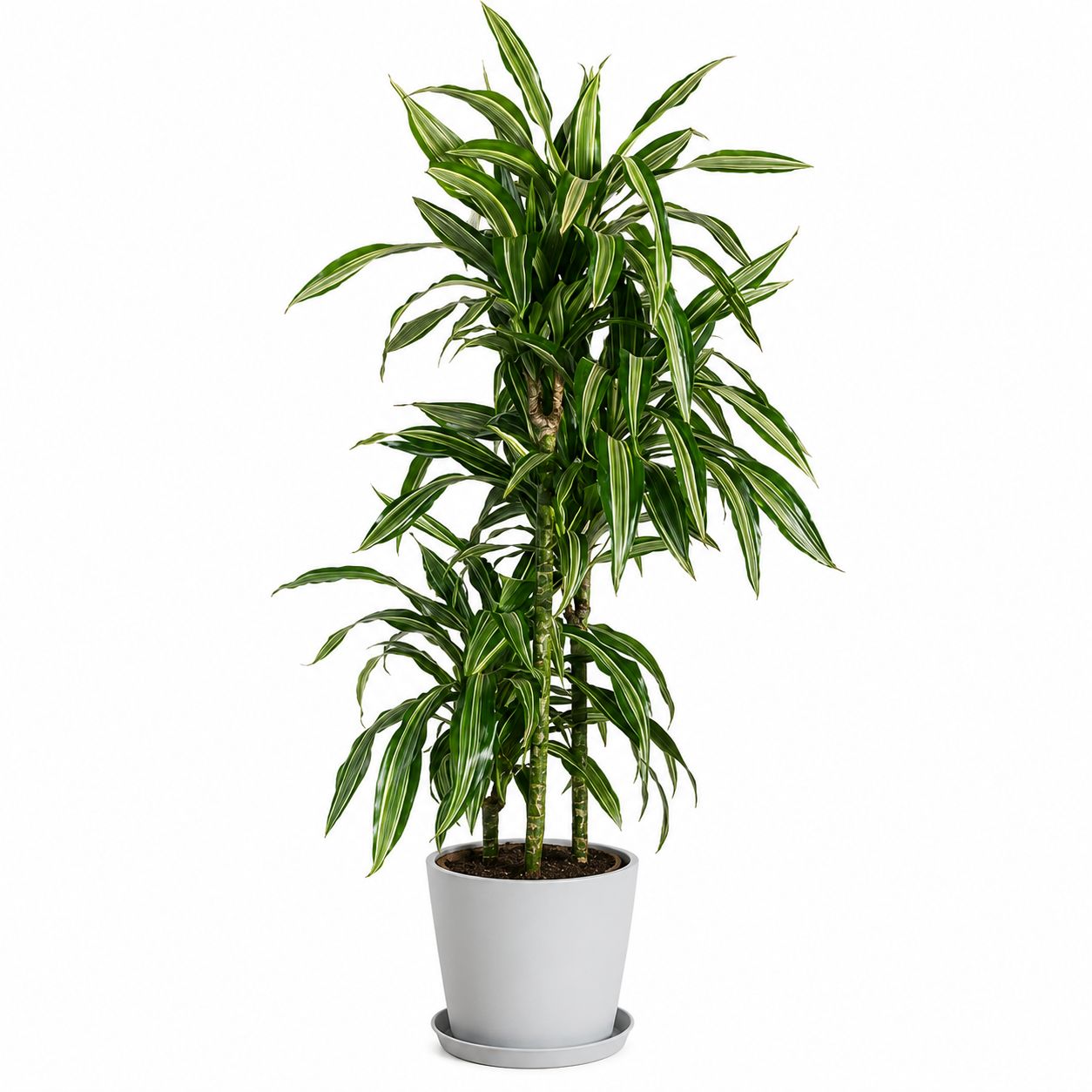 Dracena Warneckii Cane 3-2-1 - 10"