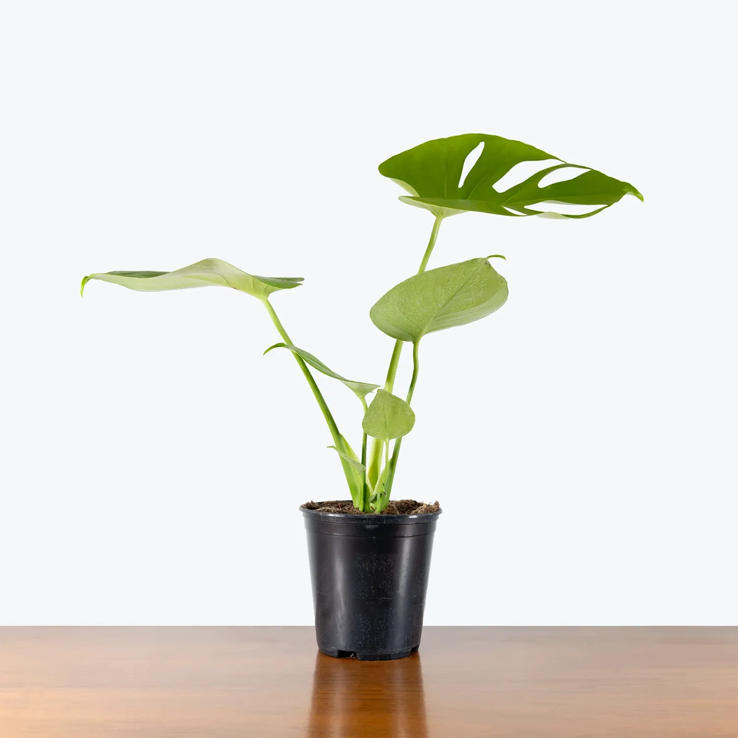 Monstera Golden Compact - 6"