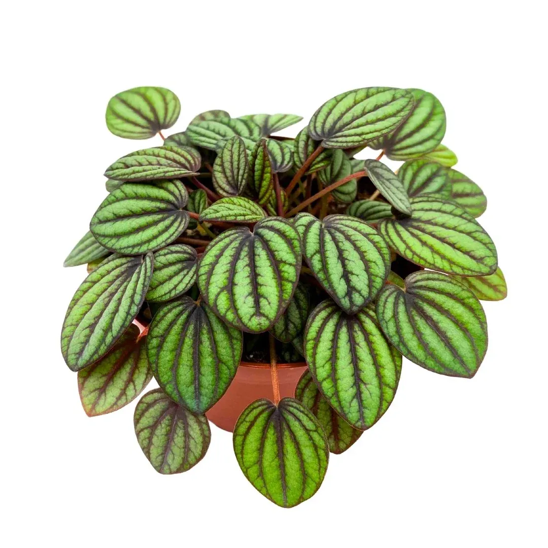 Peperomia Piccolo Banda HB - 4"