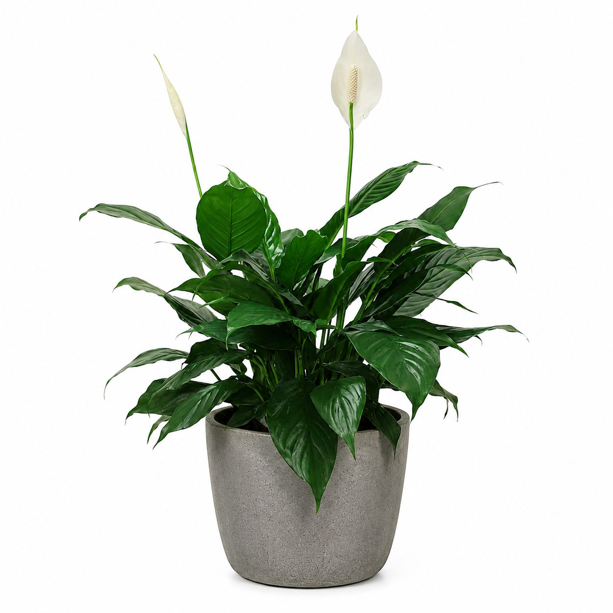 Spathiphyllum (Peace Lily) - 8"