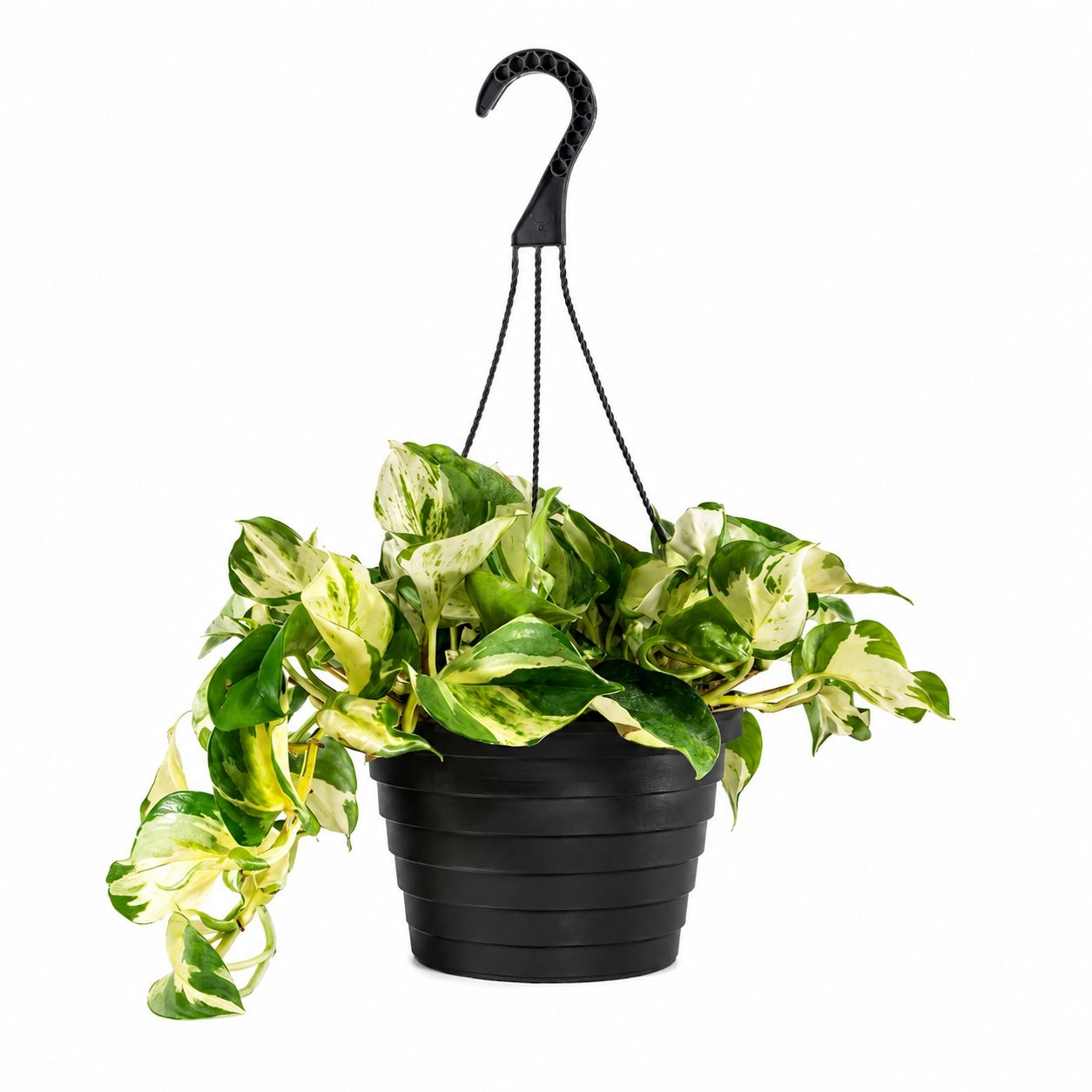 Pothos Manjula HB - 8"