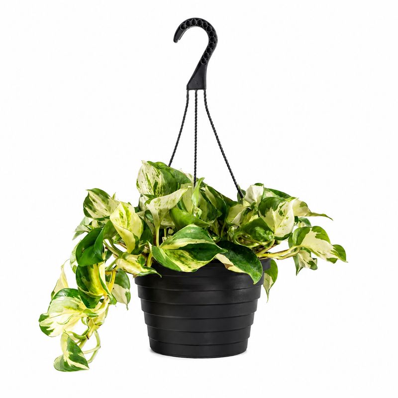 Pothos Manjula HB - 8"