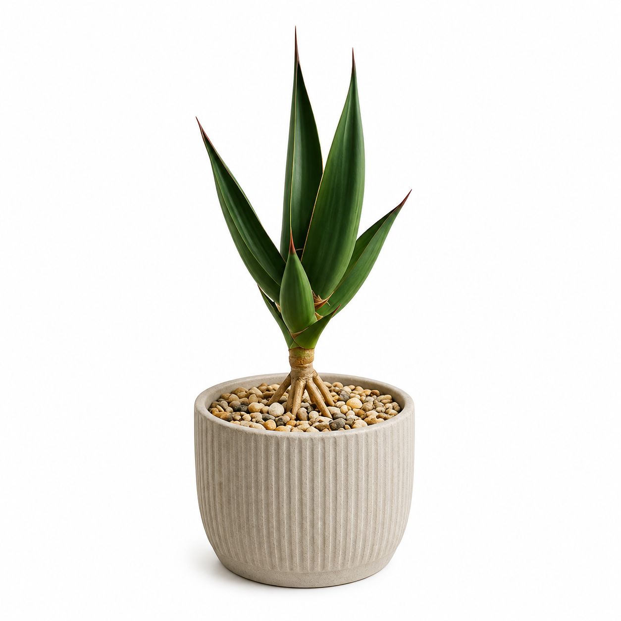 Sansevieria Pinguicula - 3"