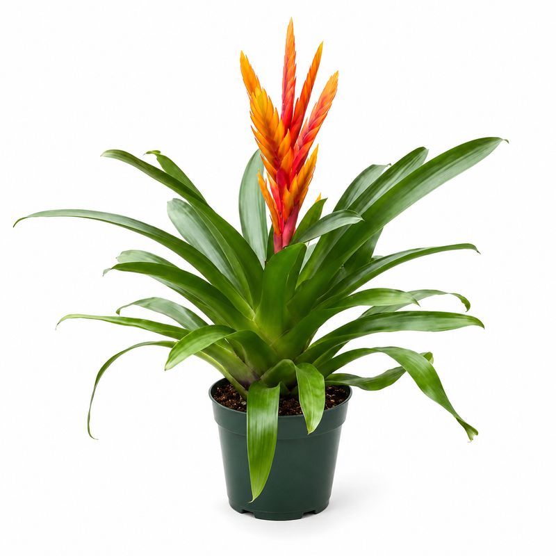 Vriesea Red and Yellow Assortment - 6"