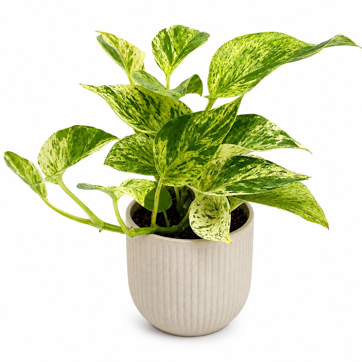 Pothos Marble Queen HB - 4"