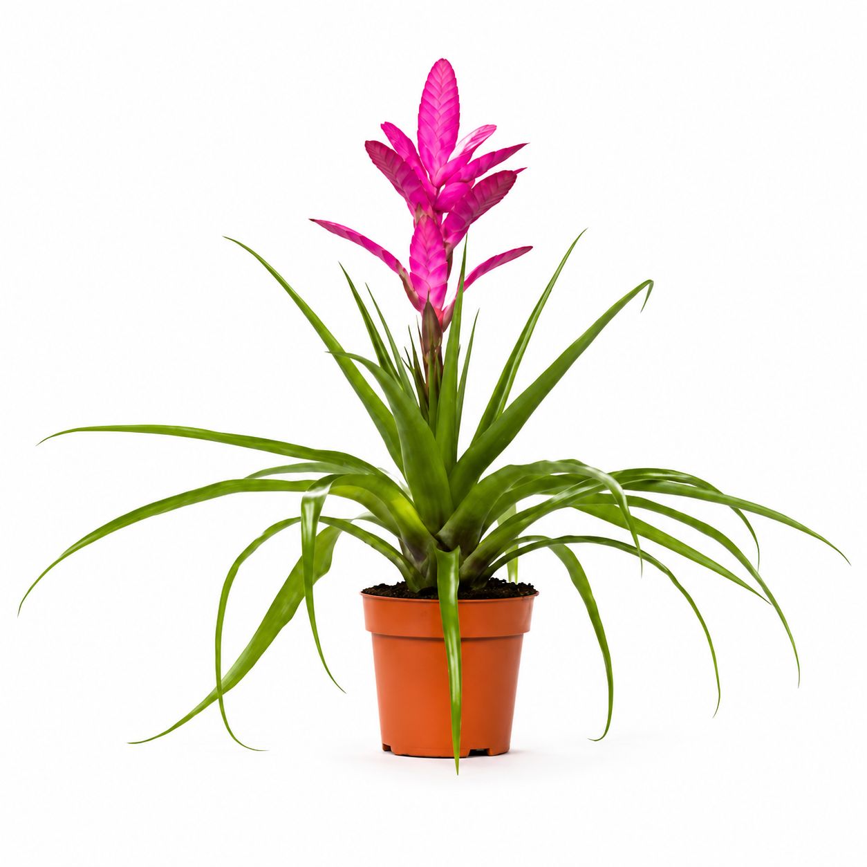 Tillandsia Antonio - 6"