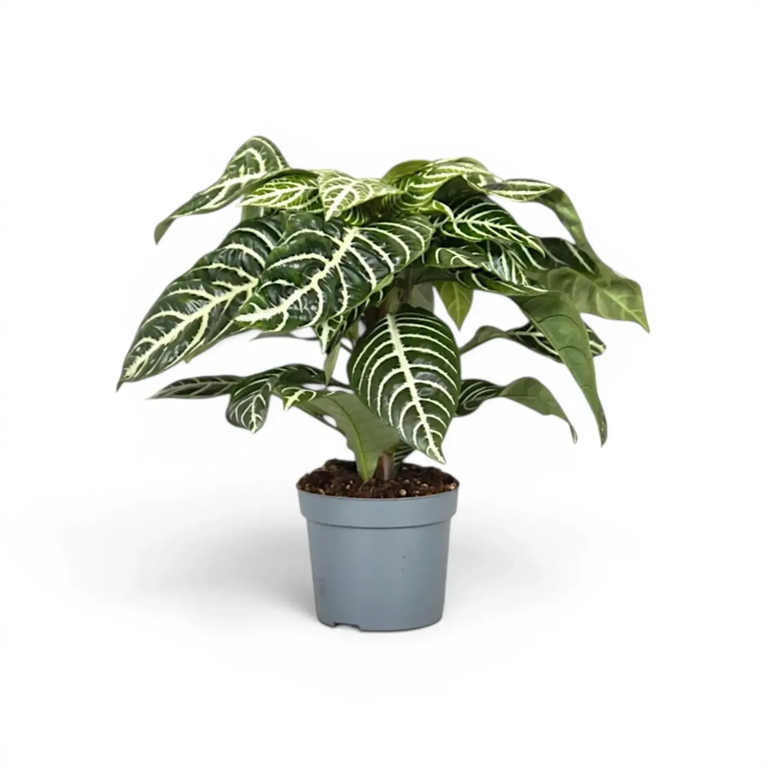 Zebra Plant (Aphelandra Squarrosa) - 6"