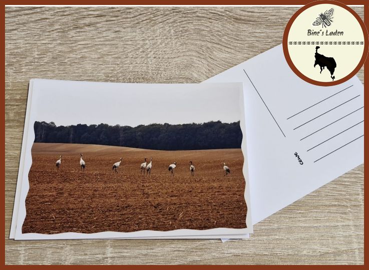 Postkarte mit Regionsfoto &quot;8 Kraniche im Herbst&quot; Mecklenburg