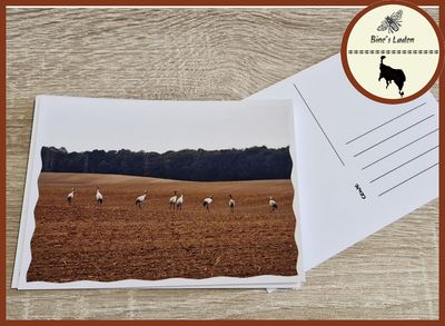 Postkarte mit Regionsfoto &quot;8 Kraniche im Herbst&quot; Mecklenburg