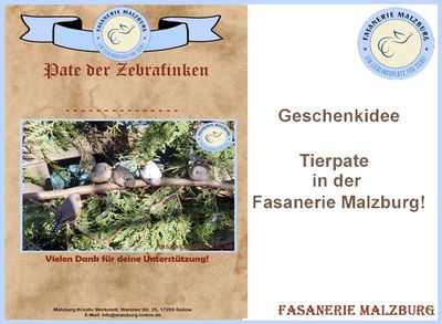 ~FM~ Patenschaft für unsere Zebrafinken