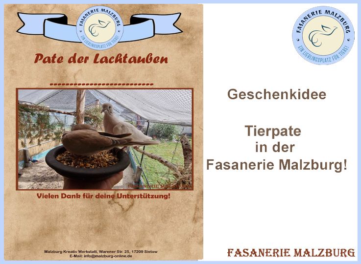 ~FM~ Patenschaft für unsere Lachtauben