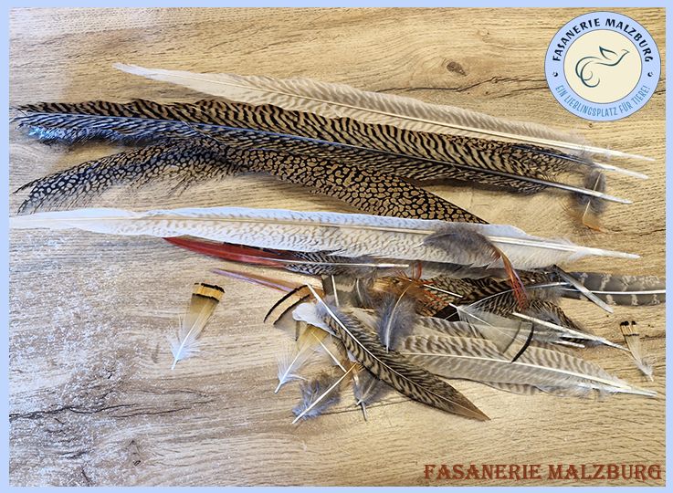 ~FM~ 30 Naturfedern zum Basteln Deko Fasan für DIY