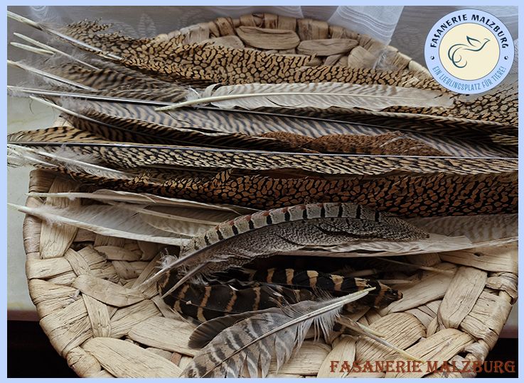 ~FM~ 50 Naturfedern zum Basteln Deko Fasan für DIY