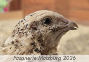 ~ FM ~ Fotokalender der Fasaniere Malzburg 2026