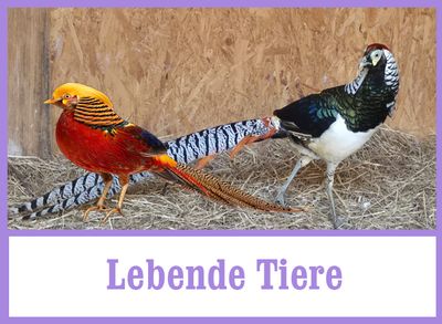 Tiere kaufen