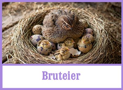 Bruteier