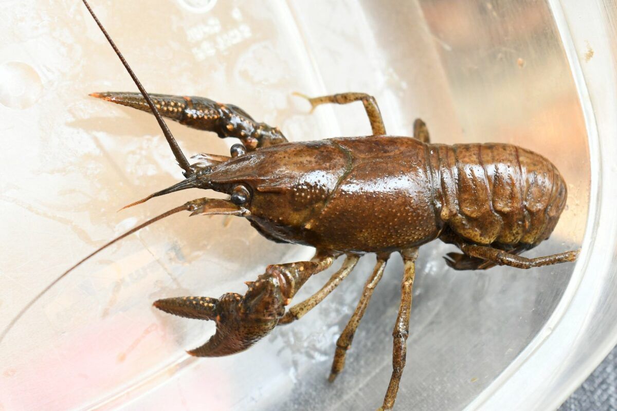 Crawdads