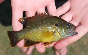 Perch  - Call for availability
