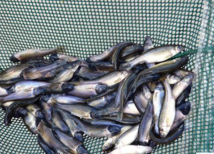 Minnows 1/2 lb