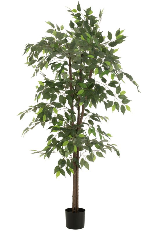Ficus kunstmatin groen