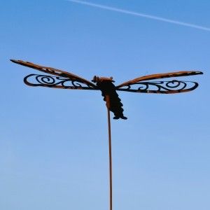 Libelle - dragonfly