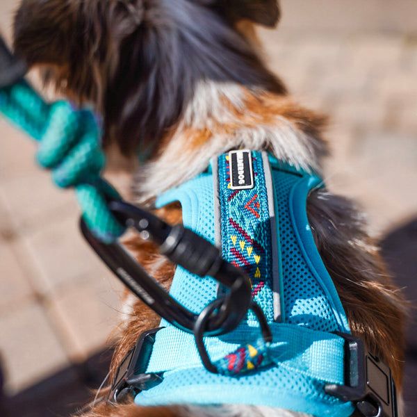 Wilderdog / Harnais, Teal