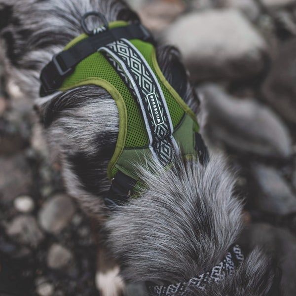 Wilderdog / Harnais, Olive