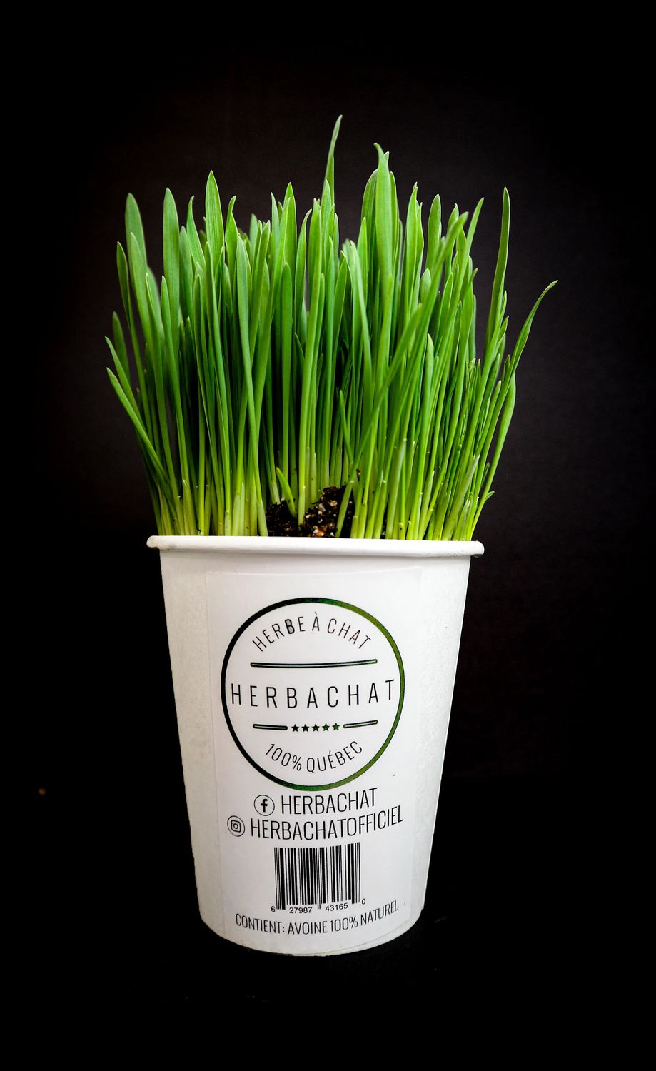 Herbachat / Herbe à Chat