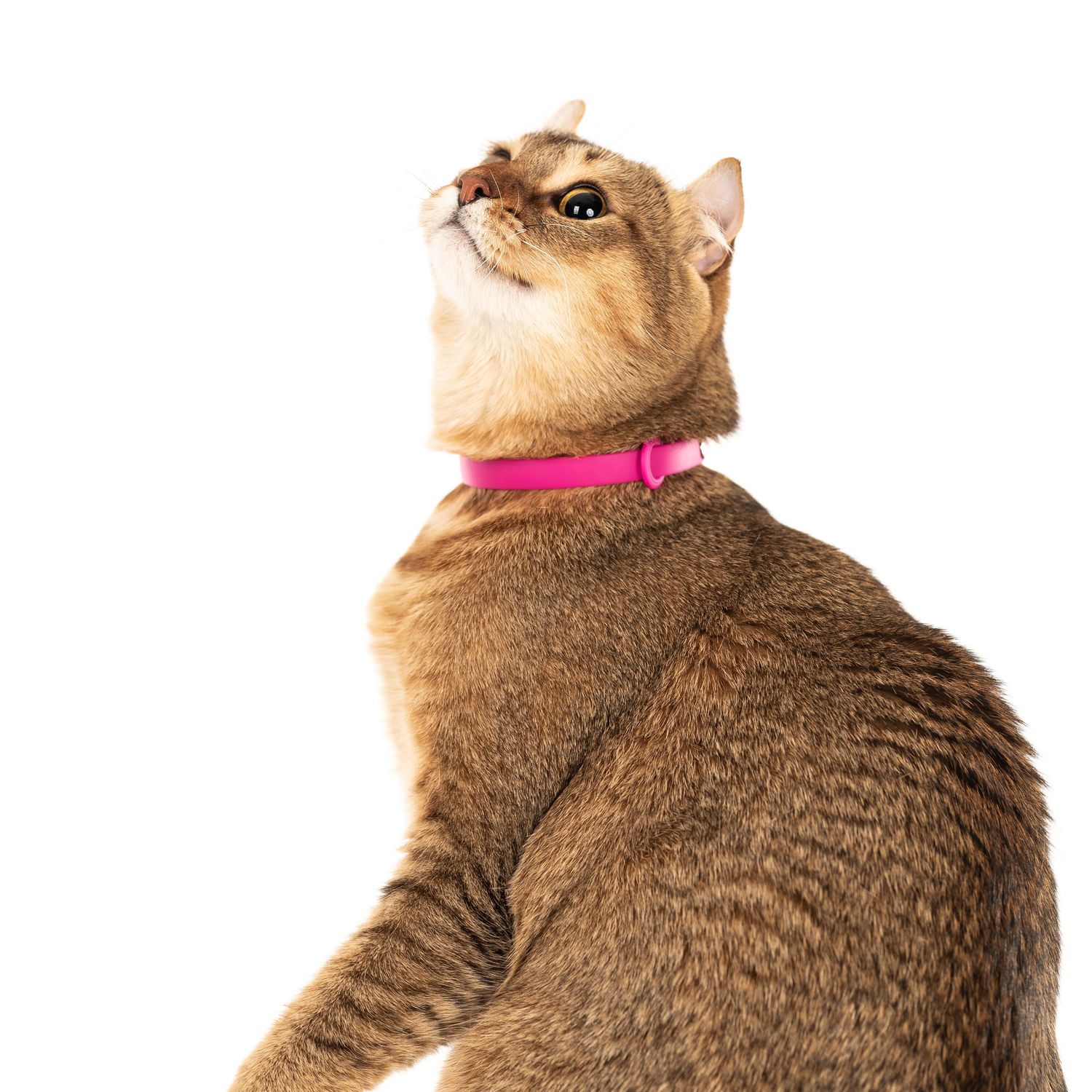 Nuvuq / Collier ajustable safe release, framboise