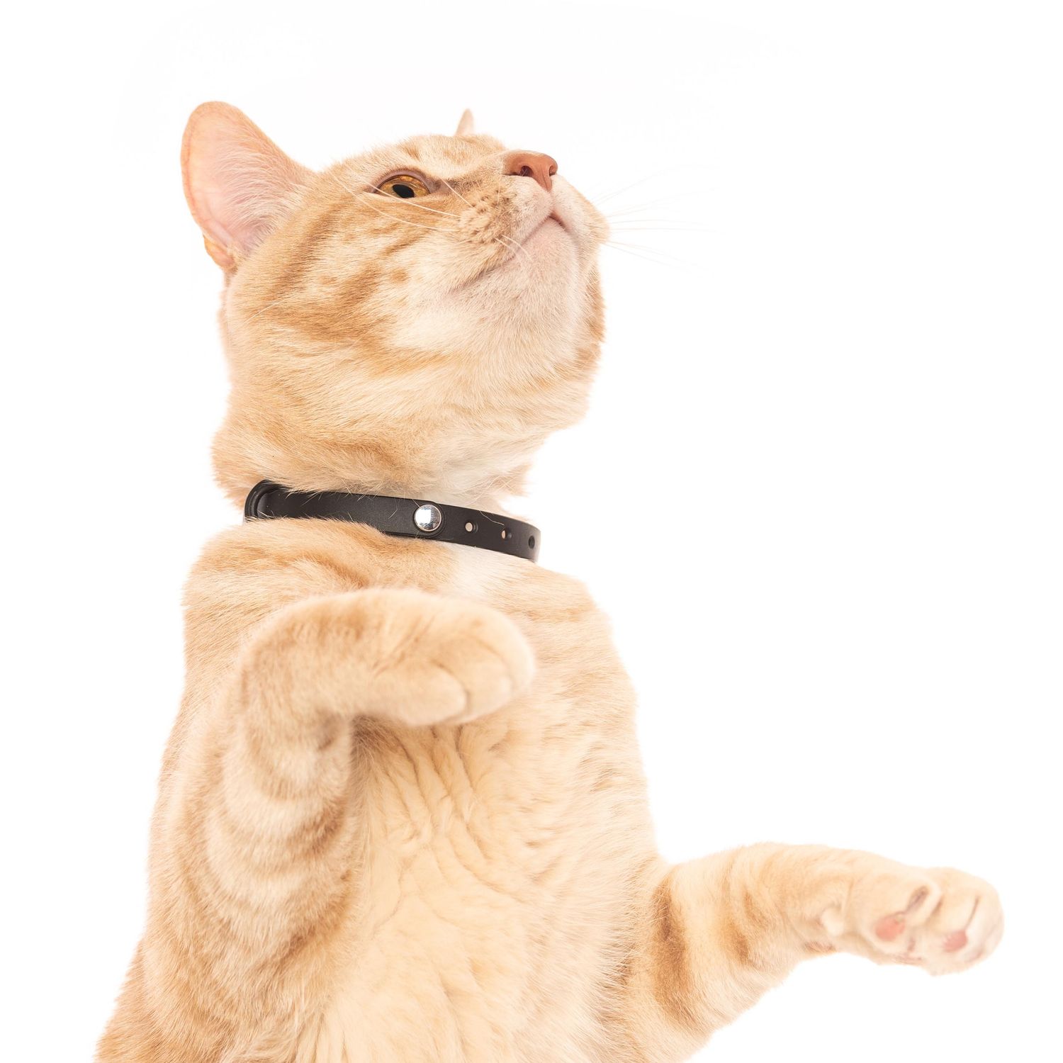 Nuvuq / Collier ajustable safe release, poivre